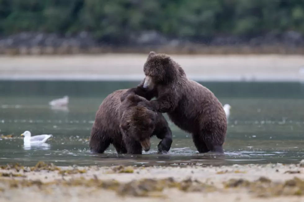 What is a Bear Fight?