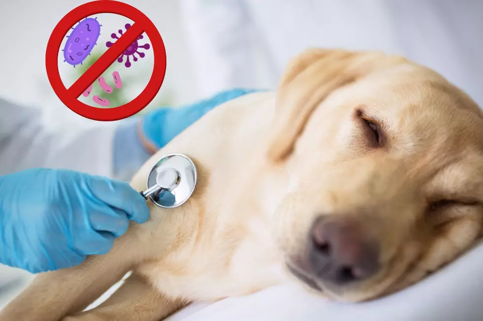 Montana Vet Warns of Strange Illness that Could Affect Your Dog
