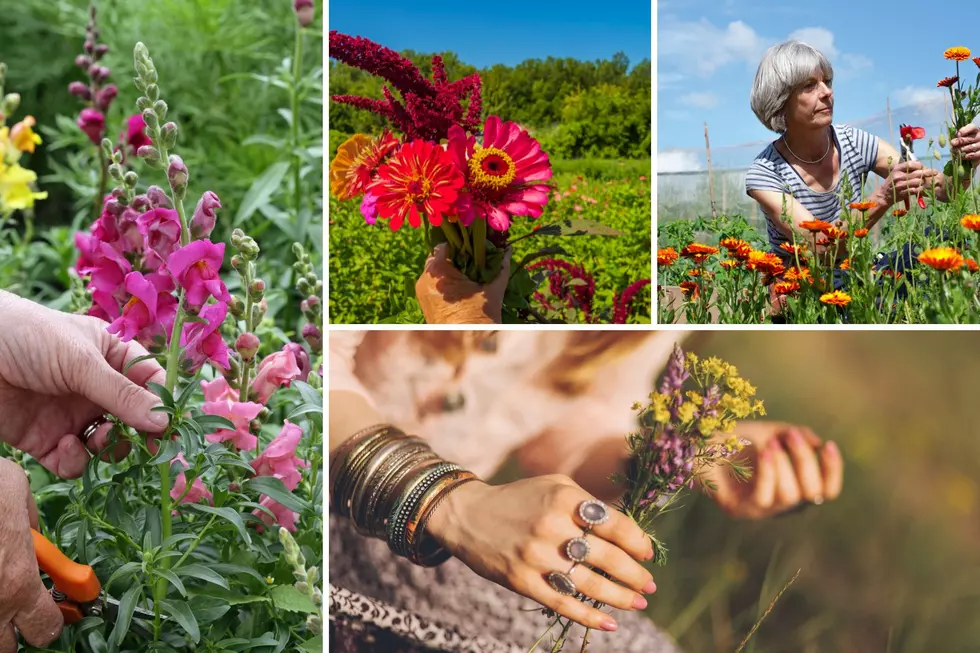 ‘U-Pick’ Opportunities For Flowers Around Western Montana