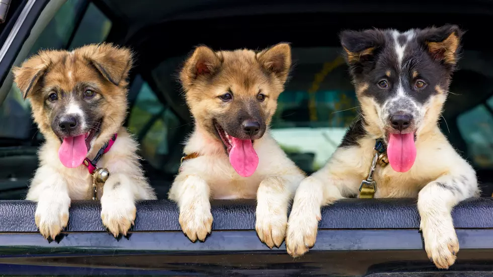 NorthWestern Energy Worker Rescues Freezing, Frightened Puppies