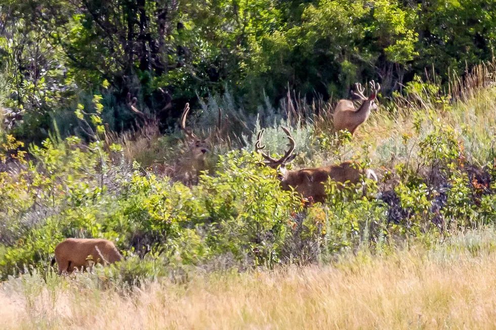 Two Mule Deer Carcasses Left in Bitterroot