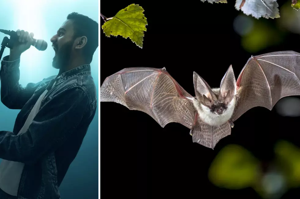 Scientists Find That Bats Communicate With ‘Death Metal Growls’